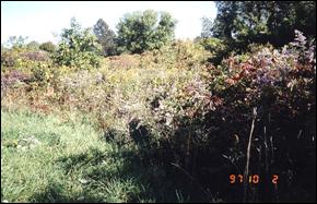 Figure 5. Habitat of population willowleaf aster at City of Windsor– site 8.