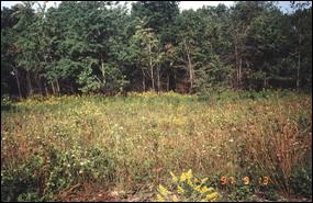 Figure 4. Habitat de la population d’aster très élevé dans la ville de Windsor, site 3.