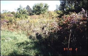 Figure 5. Habitat de la population d’aster très élevé dans la ville de Windsor, site 8.