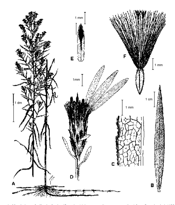 Figure 1. Morphologie de l’aster très élevé (Symphyotrichum praealtum var. praealtum), illustration tirée de Semple et al. (1996). A. Port. B. Feuille de la partie supérieure de la tige, face supérieure à gauche et face inférieure à droite. C. Feuille d’une branche, détail de la partie médiane, agrandissement montrant les alvéoles de la face inférieure. D. Capitule avec seulement quelques fleurons illustrés. E. Bractée de la série médiane avec la zone chlorophyllienne en foncé. F. Akène d’un fleuron du disque à maturité avec corolle attachée.