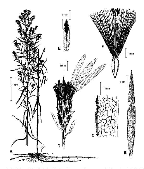 Figure 1.  Morphology of willowleaf aster (Symphyotrichum praealtum var. praealtum) from Semple et al. (1996). A. Habit. B. Upper stem leaf with upper surface on left and lower surface on right. C. Branch leaf detail of mid portion enlarged to show alveolae on the underside. D. Head with only some florets drawn. E. Mid series phyllary with chlorophyllous zone dark. F. Mature disc floret  achene with corolla attached.