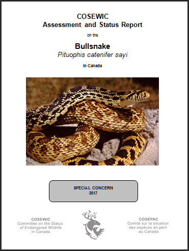 cosewic bullsnake status assessment report canada pituophis catenifer sayi ca