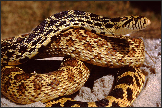 Snake Facts Saturday - Scale characteristics can be useful identifiers as  demonstrated in today's quiz! As you're learning to identify snakes, focus  on scale shape, size, finish, and whether they're keeled or