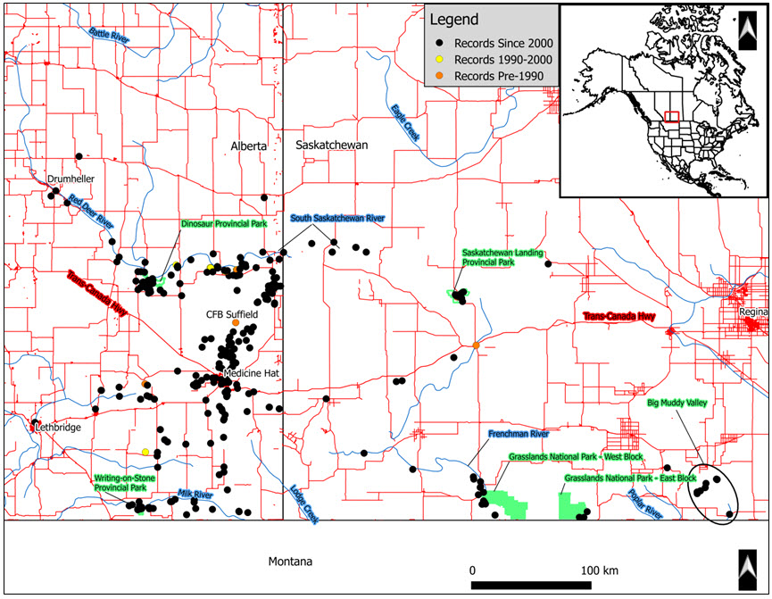 Occurrence records for Bullsnake in Alberta and Saskatchewan