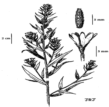 Dense Spike-primrose