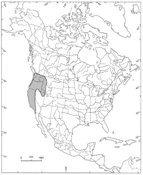 Figure 2. Global distribution of Epilobium densiflorum.