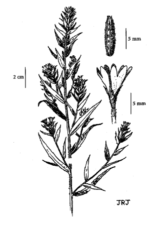 Figure 1. Morphologie de l’Epilobium densiflorum&nbsp;: partie supérieure de la plante (à gauche); capsule (en haut, à droite); fleur (au milieu, à droite). Dessins de J.R. Janish, tirés de Hitchcock et Cronquist (1973), avec permission.