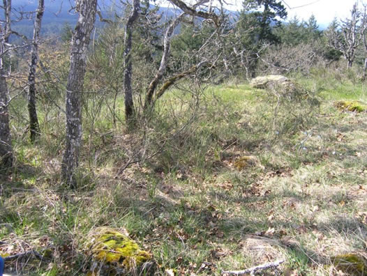 L’habitat de la violette jaune des monts de la sous-espèce praemorsa