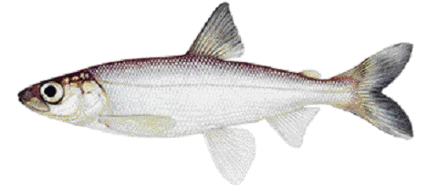 Kiyi du lac Ontario (Coregonus kiyi orientalis)