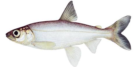 Lake Ontario Kiyi (Coregonus kiyi orientalis)