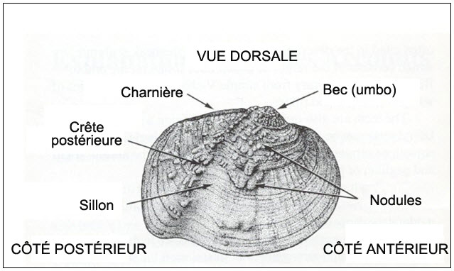 Dessin montrant la morphologie de la coquille externe du Quadrula quadrula