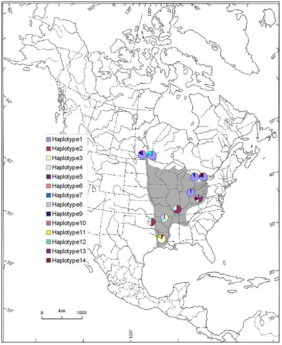 Haplotype distributions for Quadrula quadrula subpopulations
