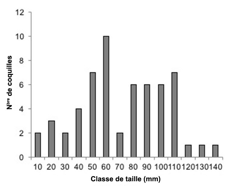 Répartition de la fréquence des tailles chez les Q. quadrula vivants (n = 58) prélevés dans le cadre de relevés minutés dans la rivière Welland