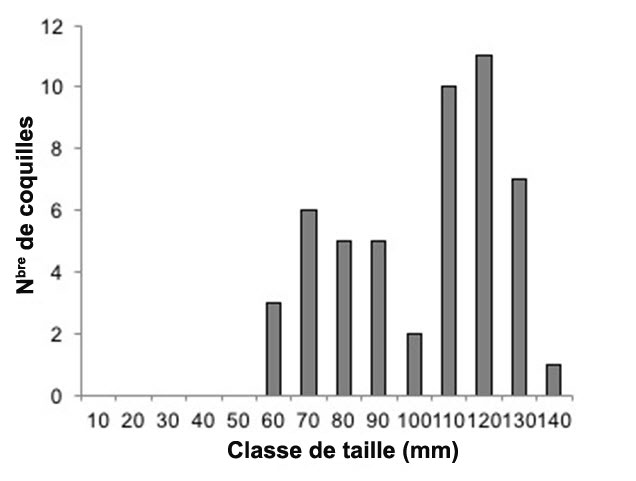 Répartition de la fréquence des tailles chez les Q. quadrula vivants (n = 50) prélevés dans le cadre de relevés minutés dans le havre Jordan