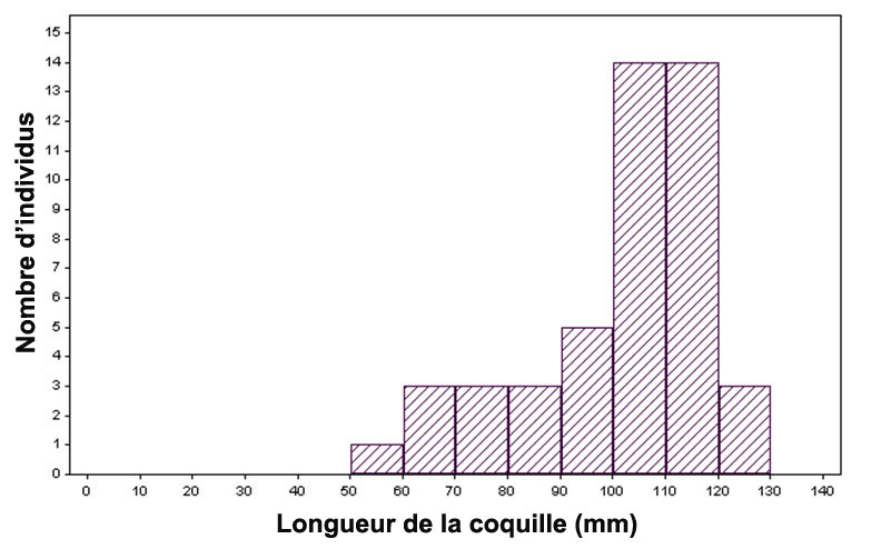 Répartition de la fréquence des tailles chez les Q. quadrula prélevés dans la rivière Assiniboine, en Ontario