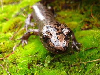 Photo of an adult terrestrial Coastal Giant Salamander, Dicamptodon tenebrosus, in natural habitat (facing camera). This individual is dark brown to black dorsally, with tan marbling.