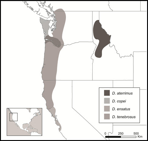 Global distribution of Dicamptodon species.