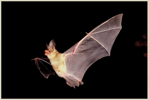 Photo of Pallid Bat
