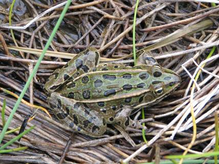 Photo of a Northern Leopard Frog adult (green phase).