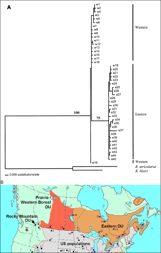 Figure 3. Relationships of Lithobates pipiens haplotypes based on a 644 bp sequence of the mtDNA ND1 gene. A is a maximum-likehood tree; and B depicts the currently recognized DUs for this species in Canada.