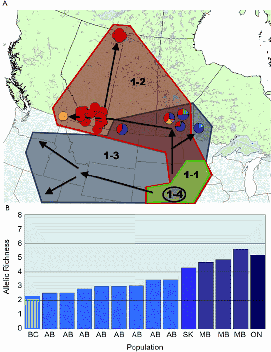Two-part figure showing the genetic diversity of western Canadian populations of the Northern Leopard Frog. The top figure maps mitochondrial haplotype diversity and historical spread into western Canada. The bottom figure charts decreasing genetic diversity among populations from east to west based on nuclear microsatellite DNA allelic richness.