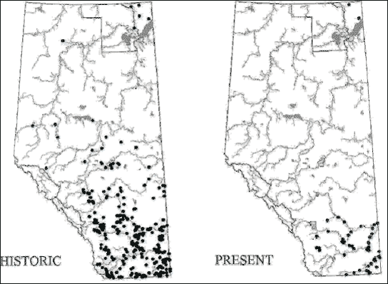 Two maps, one showing historic (pre-2000) and the other showing recent (post-2000) Northern Leopard Frog distribution in Alberta.