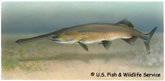 Figure 1. Paddlefish,Polyodon spathula.