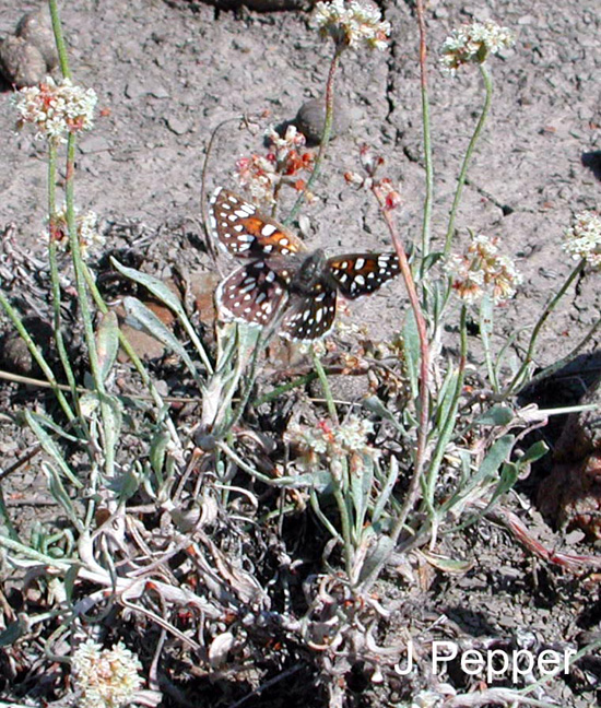 Figure 2. Photo d'un Mormon posé sur une plante d'ériogone pauciflore (Eriogonum pauciflorum) en Saskatchewan.