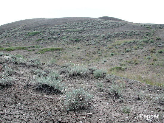 Figure 3. Photo de l'habitat du Mormon dans les prairies du sud de la Saskatchewan : les versants arides à la végétation éparse, dans les « badlands ».