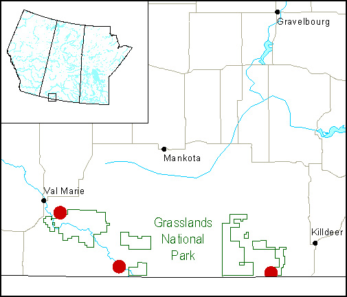 Figure 1. Map of Southern Saskatchewan showing the distribution range of Mormon Metalmark (Apodemia mormo) (Prairie population) in Canada.