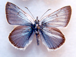 Greenish Blue insulanus subspecies, dorsal surface (male).  Photo: J. Heron.