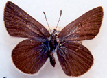 Greenish Blue insulanus subspecies, ventral surface (female).  Photo: J. Heron.