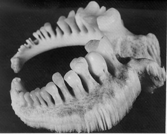 Figure 1. Pharyngeal apparatus of the adult Copper Redhorse. Photo: Yves Chagnon, Ministère des ressources naturelles et de la faune du Québec