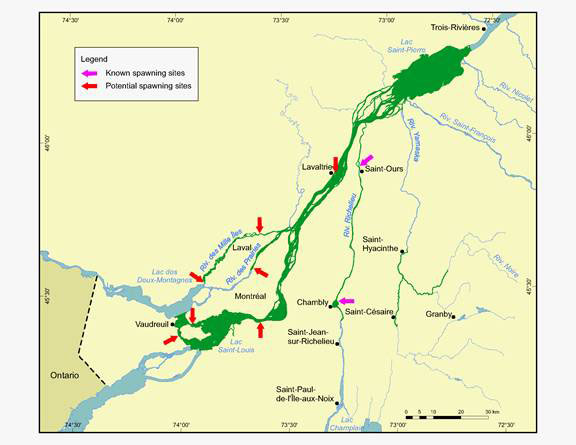 Figure 3. Potential and known used spawning sites. (See long description below)