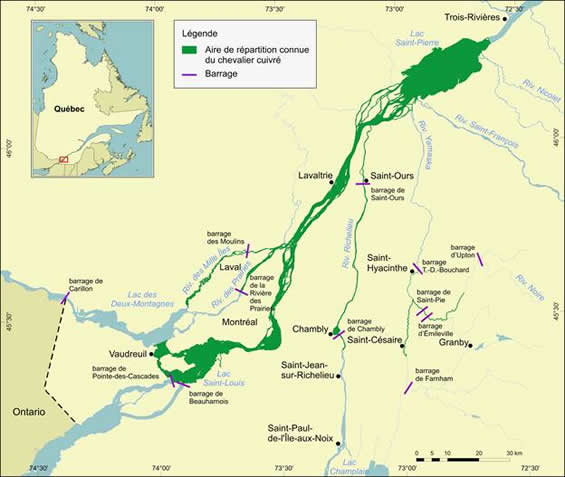 Figure 2. Aire de répartition du chevalier cuivré.  (Voir description longue ci-dessous.)