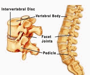 Spinal column diagram description below image
