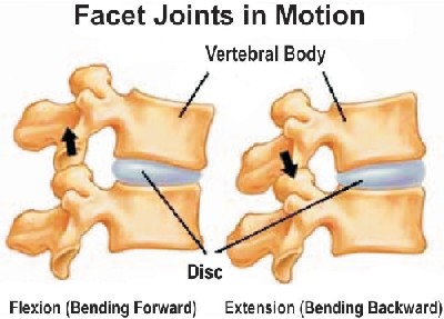 Facet joints in motion description below image