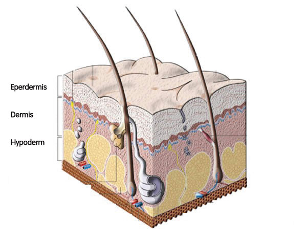 Layers of the skin - Description follows image