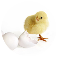 Un poussin à côté d'une coquille d'œuf