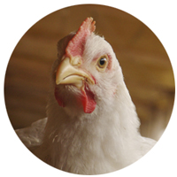 un certain nombre de poulets blancs vivants debout dans un groupe