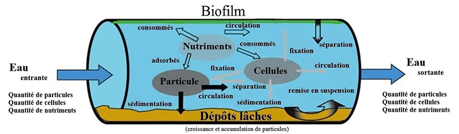 Figure 1. Le réseau de distribution de l'eau potable constitue un « réacteur » :  il se produit dans celui ci de nombreuses interactions et réactions biologiques et physico-chimiques. Reproduit avec la permission de Liu et coll., 2013c