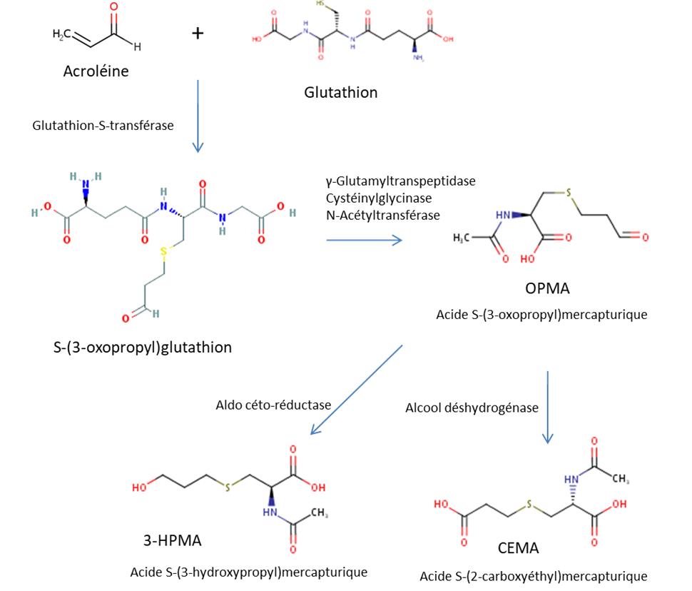 Figure 3. La version textuelle suit.
