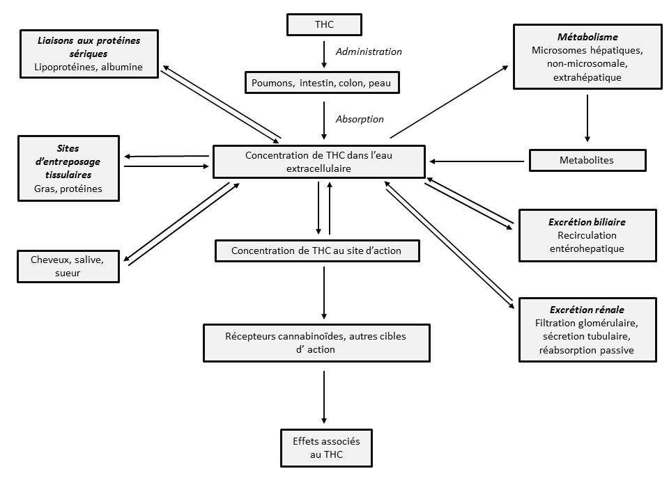 Huile de croissance de la hauteur, supplément de croissance de la hauteur  de pointe de qualité supérieure pour les enfants et les adolescents pour  grandir naturellement, croissance de la taille avec complexe