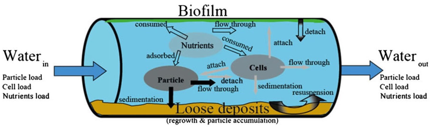 Figure 1. The drinking water distribution system as a reactor: biological and physio-chemical interactions and reactions within the drinking water distribution system.