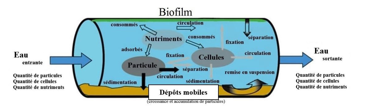 Figure 1. Le réseau de distribution d'eau potable en tant que « réacteur » : il se produit dans celui-ci de nombreuses interactions et réactions biologiques et physico-chimiques