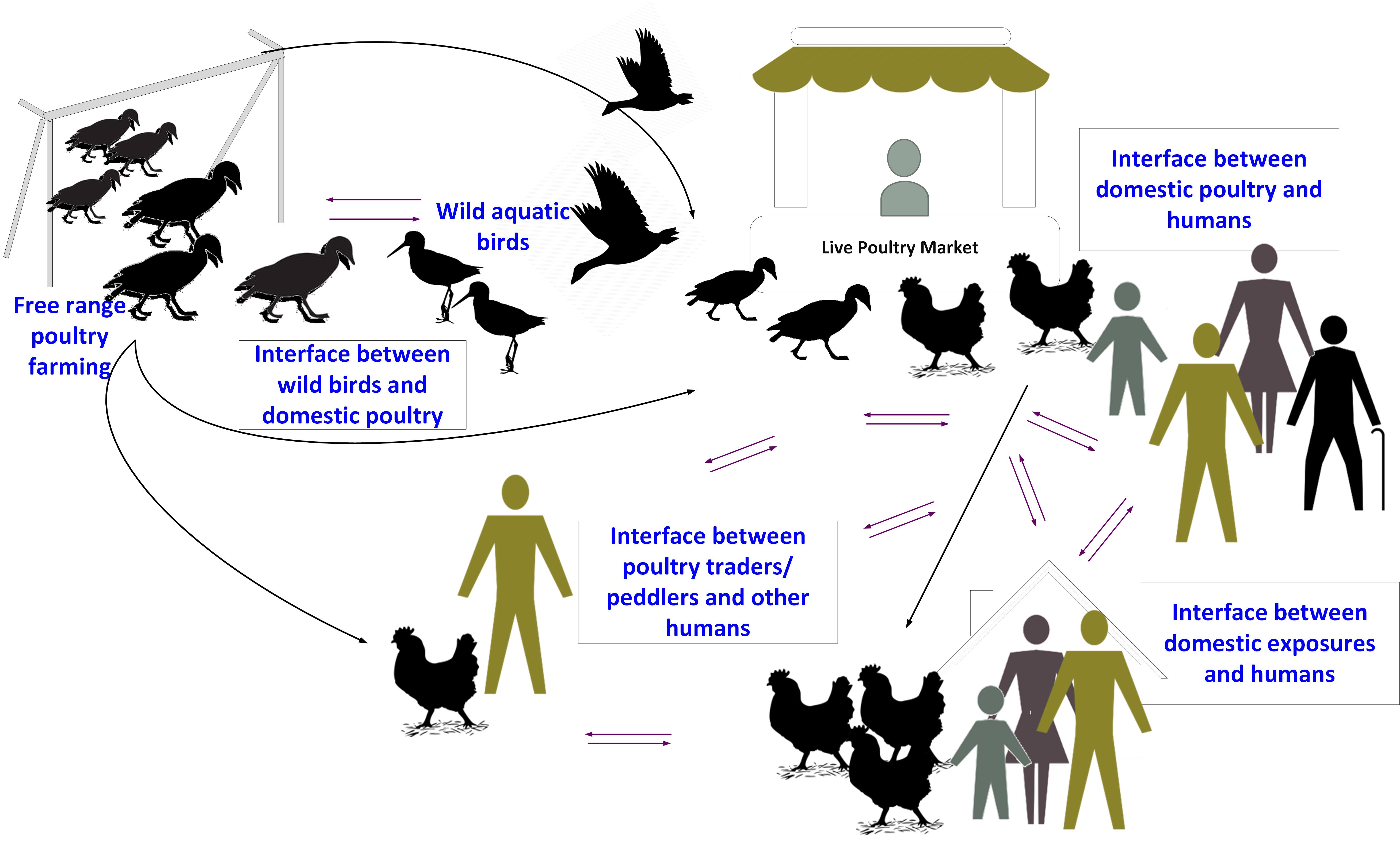 InDepth Analysis Human Respiratory Disease Associated with Avian