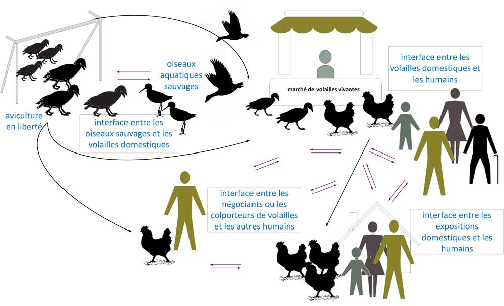 Une représentation visuelle de la transmission de la grippe aviaire A(H5N6) des oiseaux sauvages aux humains. Version texte ci-dessous.