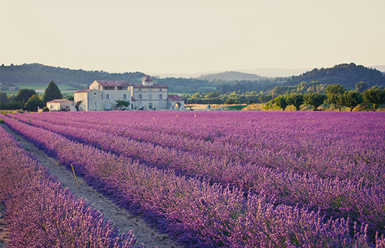 Onglet 2: Les plants de lavande poussent en Provence-Alpes-Côte d’Azur, France