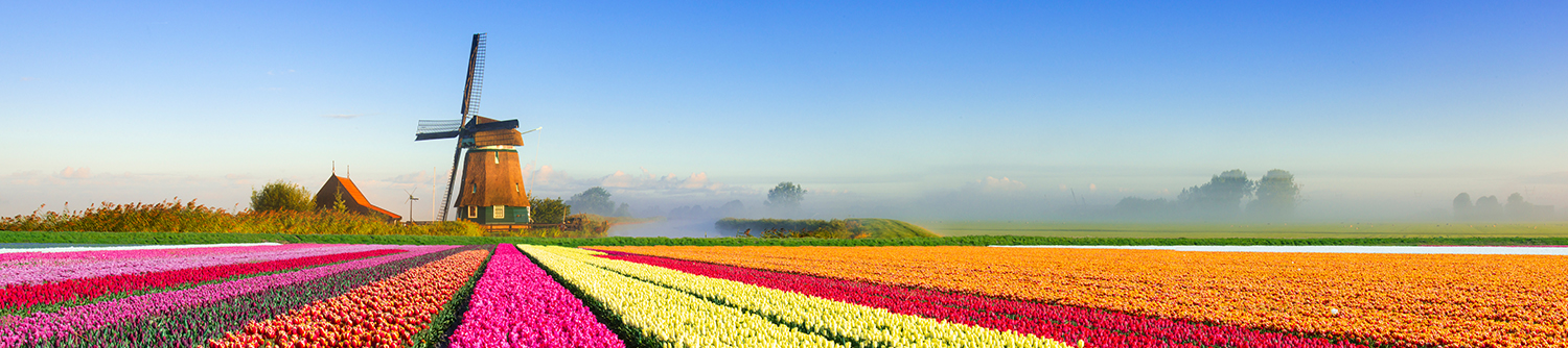Un moulin à vent se dresse dans un champ coloré de tulipes aux Pays Bas.