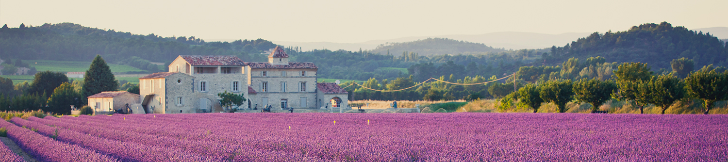 Des champs de lavande en France